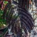 Albízia čokoládová (Albizia julibrissin) ´SUMMER CHOCOLATE´ - výška 140-220cm, kont. C18L